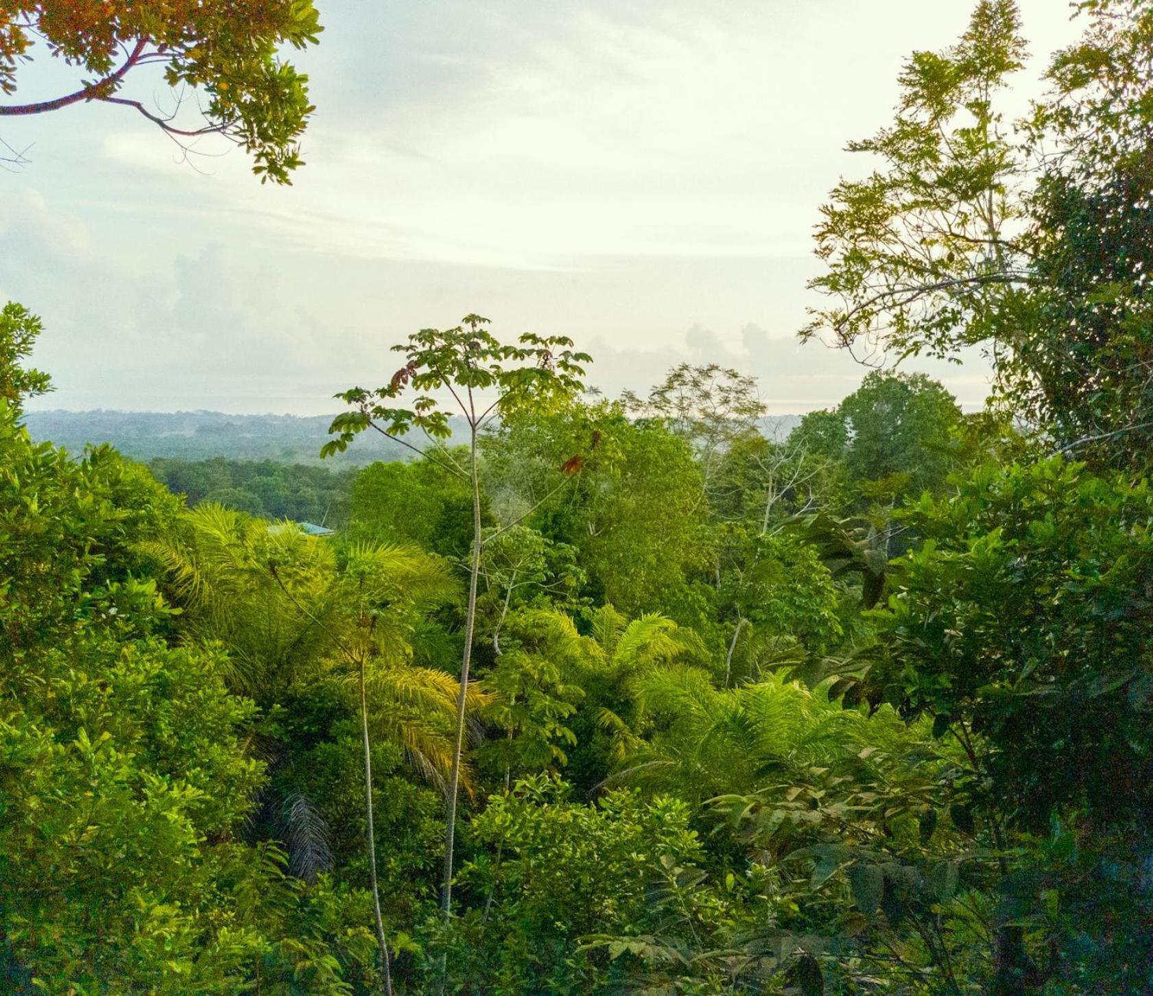 Corcovado Private Villas - Corcovado Private Reserve Puerto Jimenez Ngoại thất bức ảnh