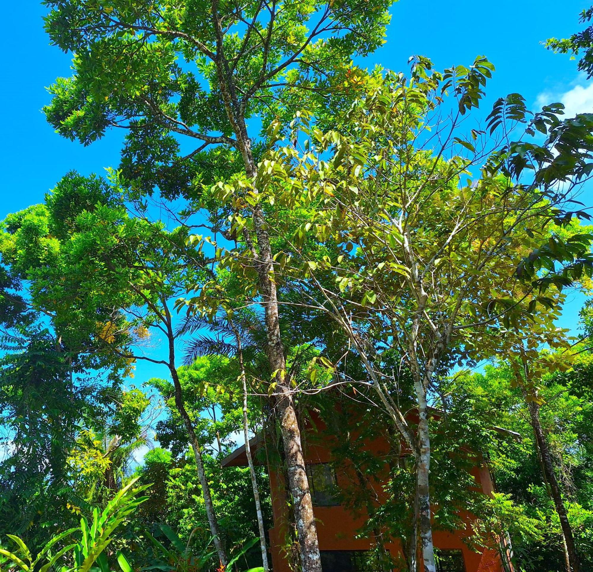 Corcovado Private Villas - Corcovado Private Reserve Puerto Jimenez Ngoại thất bức ảnh
